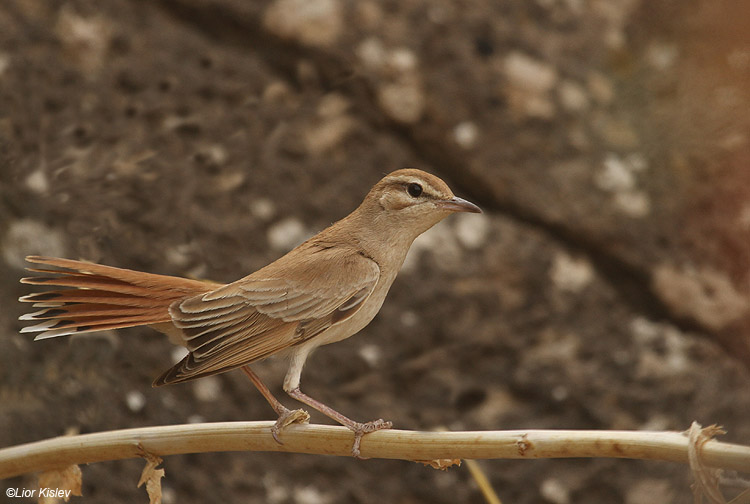   Rufous Bush Robin  Cercotrichas galactotes  ,Wadi Meytzar,Golan, Israel.03-06-10.  Lior Kislev